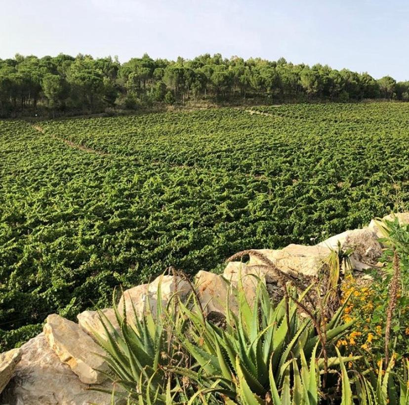 Agriturismo Tenute Pispisa Segesta Calatafimi Bagian luar foto